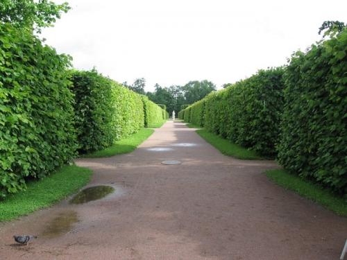 Как правильно сделать дренаж на участке с глинистой почвой. Дренаж участка своими руками на глинистых почвах 12