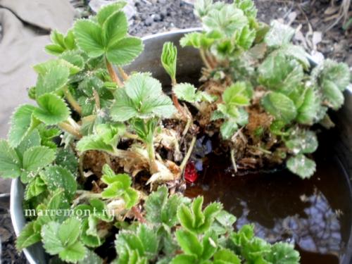 Чем обработать грядку перед посадкой клубники осенью. Сроки осенней посадки 05