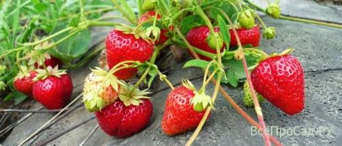 Чем обработать землю перед посадкой клубники весной. Посадка клубники весной в открытый грунт: 7 лучших способов, сроки, схема