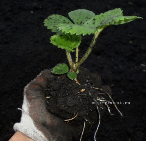 Чем обработать грядку перед посадкой клубники осенью. Сроки осенней посадки 06