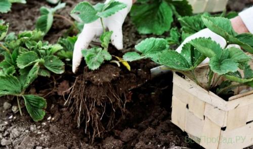 Чем обработать землю перед посадкой клубники весной. Посадка клубники весной в открытый грунт: 7 лучших способов, сроки, схема