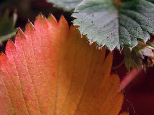 Как подготовить грядку для клубники осенью. Посадка клубники осенью в грунт