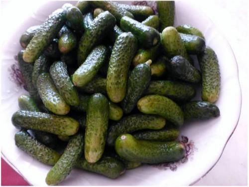 Как добиться того, чтобы корнишоны получились такими же как в магазине. Маринованные корнишоны, как в магазине на зиму