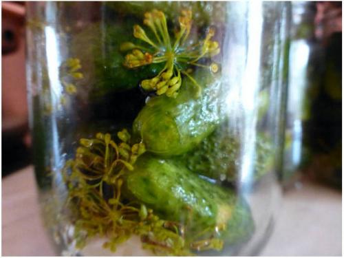 Как добиться того, чтобы корнишоны получились такими же как в магазине. Маринованные корнишоны, как в магазине на зиму