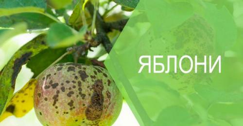 Парша на стволе яблони. Парша на яблоне