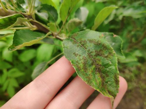 Болезнь яблонь парша, как лечить. Парша яблони: фото, чем лечить. 100% эффективные средства от парши