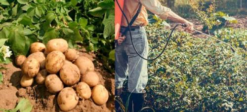 Обработка деревьев от парши. Правильная обработка от парши