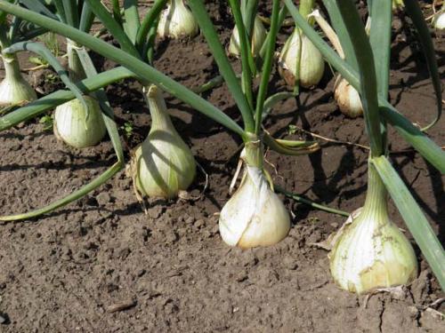 Когда сажать лук Эксибишен на рассаду в 2022 году. Когда сажать (сеять) лук на рассаду по лунному календарю 2022 года