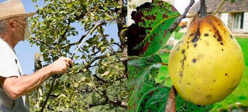 Обработка деревьев от парши. Правильная обработка от парши