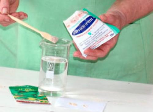 Препараты от парши на яблоне. Если появилась парша на яблоне, как бороться летом? Советы агрономов