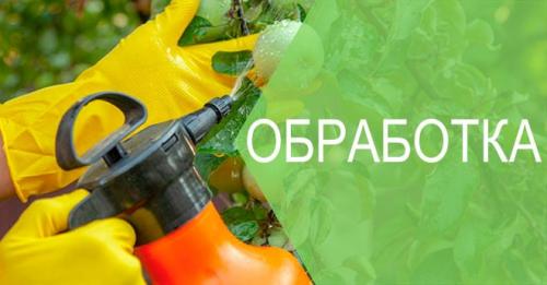 Обработка деревьев от парши. Правильная обработка от парши