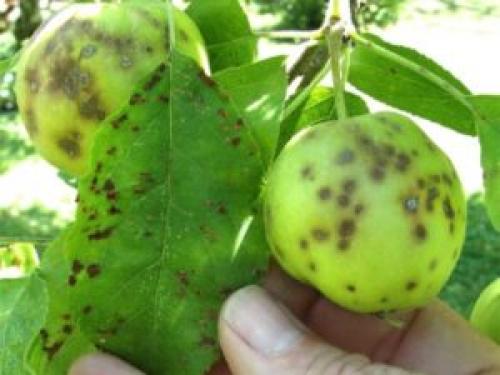 Препараты от парши на яблоне. Если появилась парша на яблоне, как бороться летом? Советы агрономов