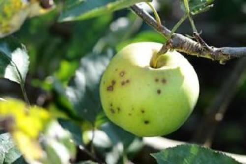 Препараты от парши на яблоне. Если появилась парша на яблоне, как бороться летом? Советы агрономов