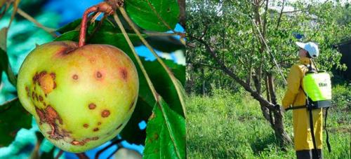 Обработка деревьев от парши. Правильная обработка от парши