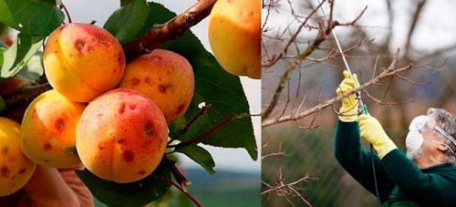 Обработка деревьев от парши. Правильная обработка от парши