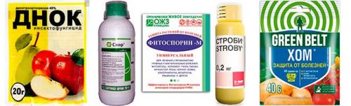 Парша груши. Парша на груше