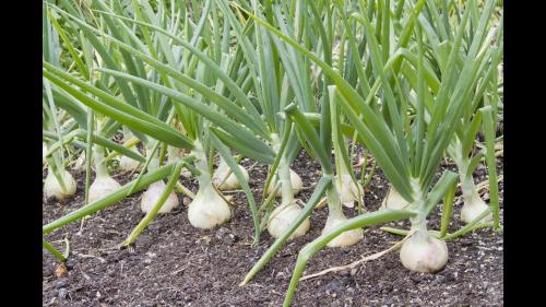 Посадка лука семян на рассаду. Критерии для выбора 03