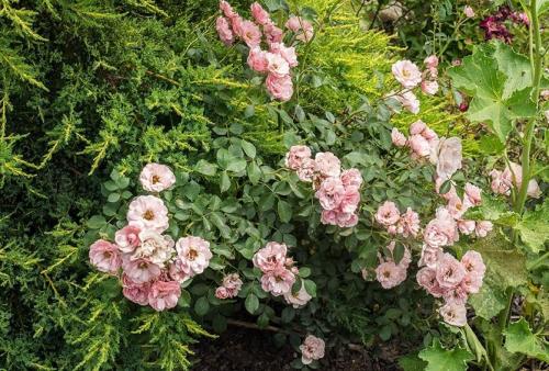 Как обрезать почвопокровные розы на зиму. Роза почвопокровная. Очарование и шарм