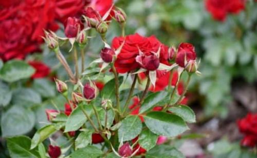 Как обрезать почвопокровные розы на зиму. Роза почвопокровная. Очарование и шарм