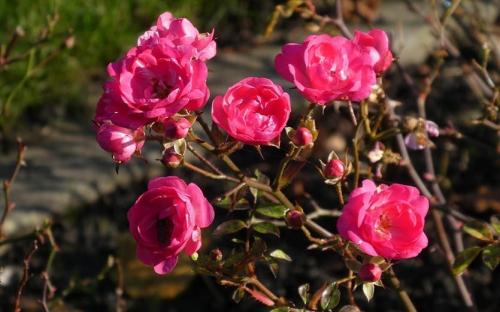 Как обрезать почвопокровные розы на зиму. Роза почвопокровная. Очарование и шарм