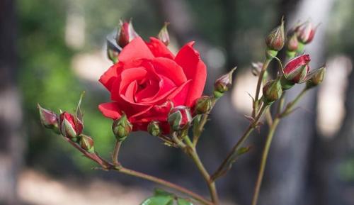 Как обрезать почвопокровные розы на зиму. Роза почвопокровная. Очарование и шарм