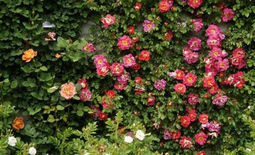 Как обрезать почвопокровные розы на зиму. Роза почвопокровная. Очарование и шарм