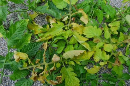 Признаки недостатка элементов питания у томатов. Как определить чего не хватает томатам по цвету листьев — инструкция, как диагностировать и устранить дефицит микроэлементов у помидор
