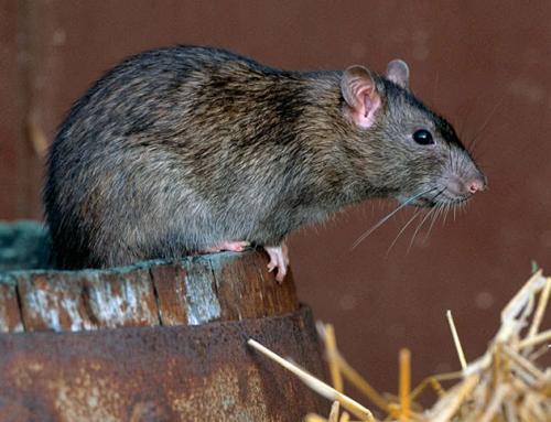 Борьба с грызунами. Механический способ борьбы с грызунами