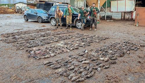Негуманный способ борьбы с грызунами. Причины и признаки появления 01