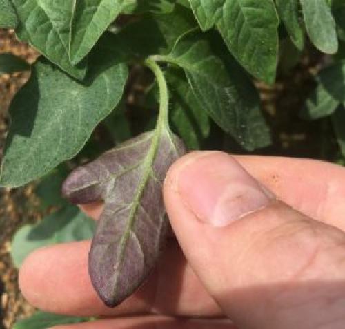 Избыток бора на томатах. Что такое избыток элементов питания у томатов и как его предотвратить: описание и фото недуга