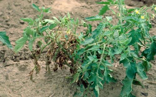 Признаки недостатка элементов питания у томатов. Как определить чего не хватает томатам по цвету листьев — инструкция, как диагностировать и устранить дефицит микроэлементов у помидор