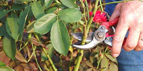 Что будет, если не обрезать розы на зиму. Обрезка роз осенью – зачем это нужно делать?