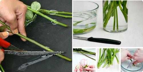 Какую температуру выдерживают срезанные розы. При какой температуре правильно хранить розы