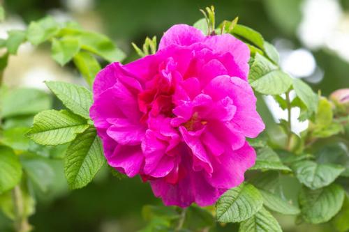 Можно ли не укрывать розы на зиму. Какие розы зимуют без укрытия? Давайте обменяемся опытом