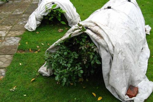 Чем укрыть розы на зиму. 10 лучших вариантов чем и как укрыть розы на зиму в 2022 году