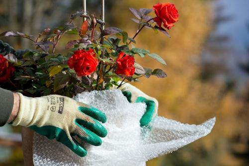 Чем укрыть розы на зиму. 10 лучших вариантов чем и как укрыть розы на зиму в 2022 году