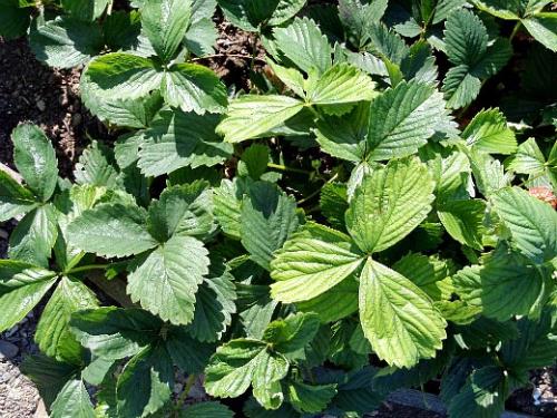 Удобрение для клубники при посадке. Навигация по записям