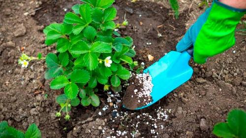 Комплексное удобрение для клубники.  ЧЕМ УДОБРЯТЬ КЛУБНИКУ 02