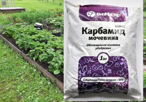 Комплексное удобрение для клубники весной. Минеральные удобрения для клубники