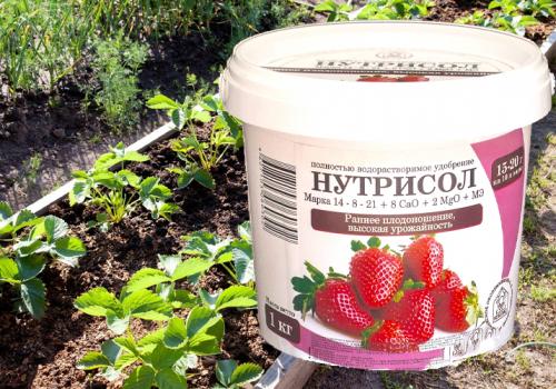 Комплексное удобрение для клубники весной. Минеральные удобрения для клубники