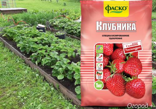 Комплексное удобрение для клубники весной. Минеральные удобрения для клубники