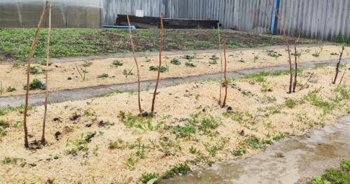 Как правильно выкопать траншеу для посадки малины. Подготовка почвы и посадочных ям или траншей