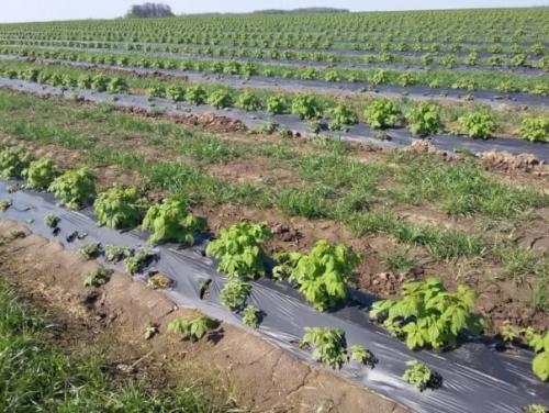 Особенности посадки и ухода за малиной весной и осенью: советы для удачного выращивания 02 Особенности посадки и ухода за малиной весной и осенью: советы для удачного выращивания 02