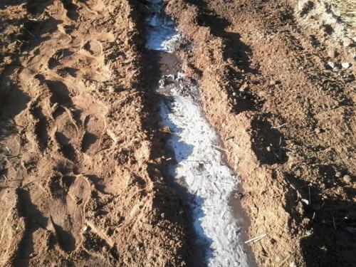 Траншейный способ посадки малины: секреты успешного выращивания 05