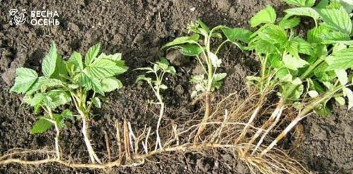 Успешное размножение малины: интенсивные способы для богатого урожая 02 Успешное размножение малины: интенсивные способы для богатого урожая 02