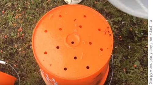 Можно ли выращивать малиновое дерево в домашних условиях. Мобильный малинник