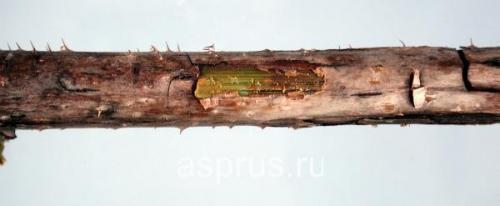 Траншейный способ посадки малины: секреты успешного выращивания 21