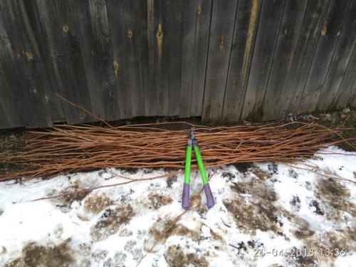 Чем обрезать малину: инструменты и подготовка. Сучкорез прямого реза PALISAD. Обрезка малины. Тест на скорость