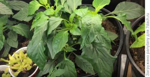 Можно ли выращивать малиновое дерево в домашних условиях. Мобильный малинник