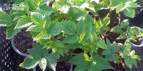 Успешное размножение малины: интенсивные способы для богатого урожая 01 Успешное размножение малины: интенсивные способы для богатого урожая 01